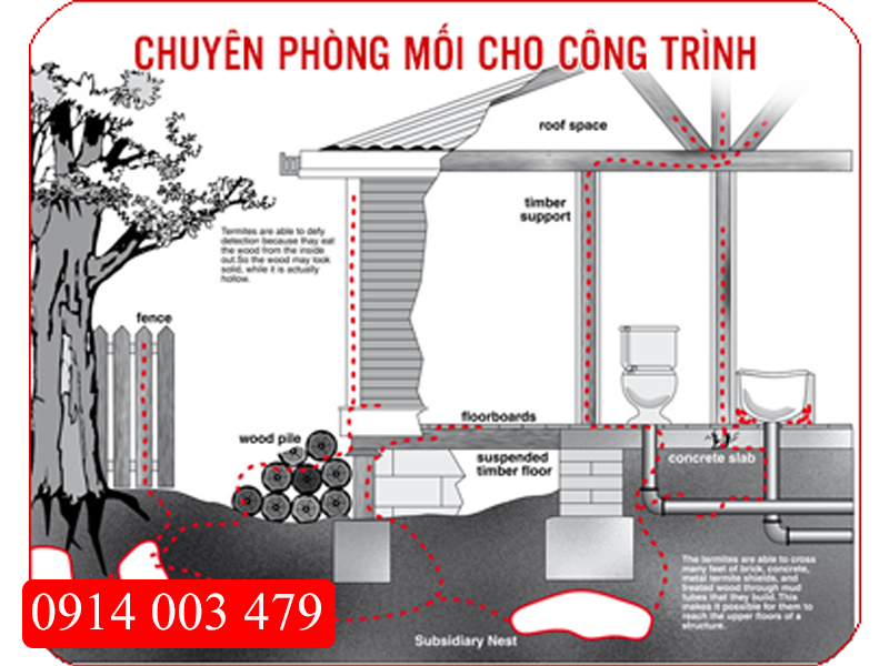 Phòng chống mối công trình tại Đà Nẵng